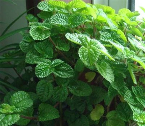 吸毒草叶子发黄怎么办 吸毒草叶子发黄原因及解决办法看这里