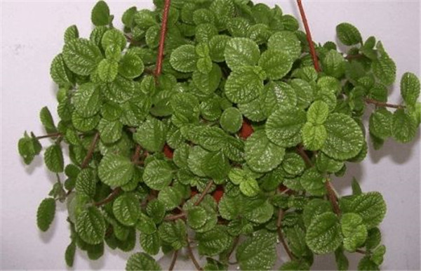 吸毒草叶子发黄怎么办 吸毒草叶子发黄原因及解决办法看这里