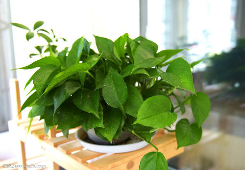 绿萝叶子滴水正常吗有没有毒?绿萝叶子滴水的真相原来是这样