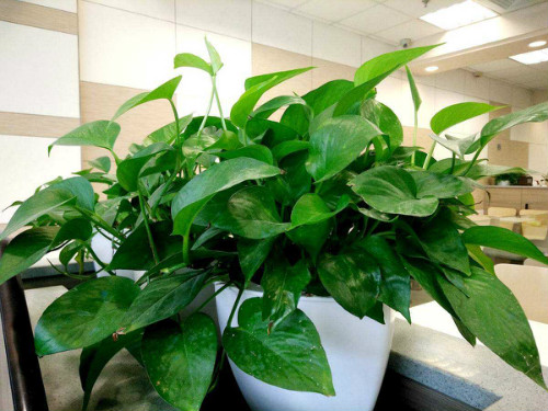 绿萝叶子滴水正常吗有没有毒?绿萝叶子滴水的真相原来是这样