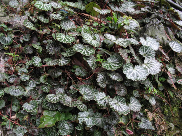 ��������è���ݵ����� ��ʵֻҪ��������������Ϳ�����