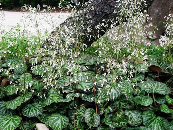 ��������è���ݵ����� ��ʵֻҪ��������������Ϳ�����