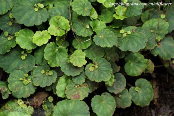 虎耳草有几个品种 虎耳草的不同品种图片大比拼