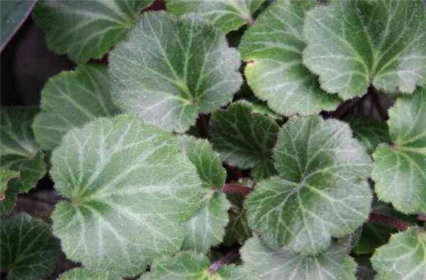 虎耳草有几个品种 虎耳草的不同品种图片大比拼