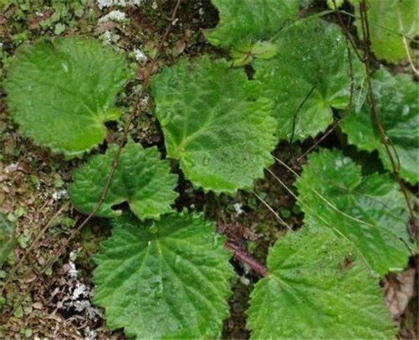 虎耳草有几个品种 虎耳草的不同品种图片大比拼