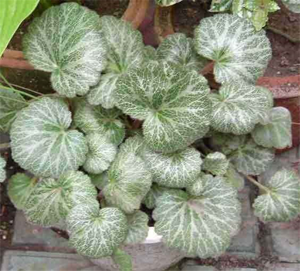 虎耳草有几个品种 虎耳草的不同品种图片大比拼