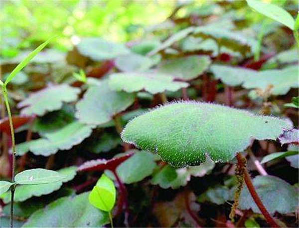 虎耳草有几个品种 虎耳草的不同品种图片大比拼