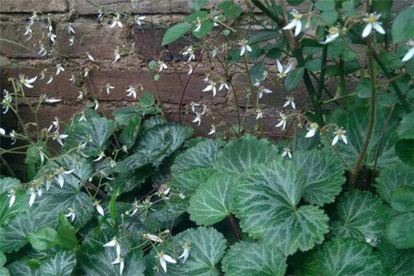 虎耳草放在室内养好吗 虎耳草的毒性会危害到人体健康吗