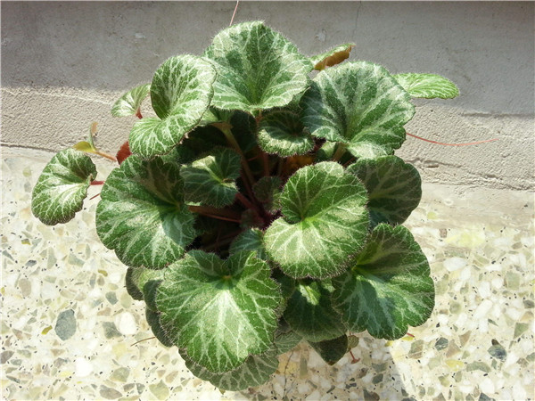 虎耳草放在室内养好吗 虎耳草的毒性会危害到人体健康吗