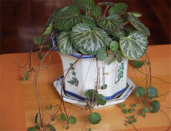 虎耳草放在室内养好吗 虎耳草的毒性会危害到人体健康吗