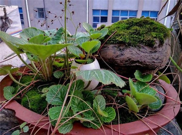 虎耳草放在室内养好吗 虎耳草的毒性会危害到人体健康吗