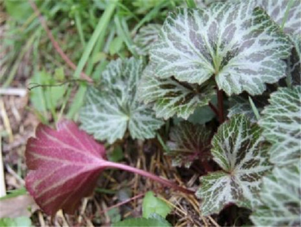 虎耳草放在室内养好吗 虎耳草的毒性会危害到人体健康吗