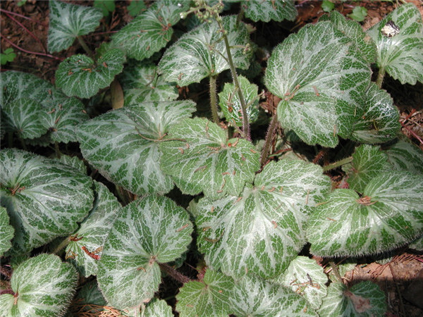 虎耳草叶片发黄怎么办 可能是由于这些原因导致的