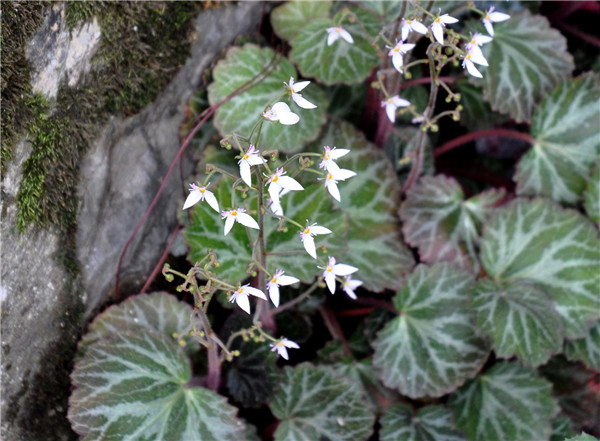 虎耳草叶片发黄怎么办 可能是由于这些原因导致的
