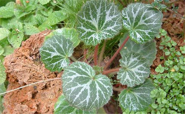 虎耳草叶片发黄怎么办 可能是由于这些原因导致的