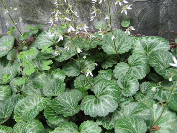 虎耳草叶片发黄怎么办 可能是由于这些原因导致的