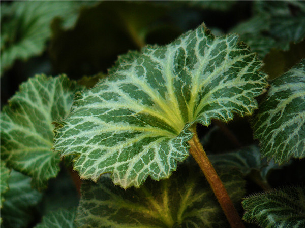 虎耳草叶片发黄怎么办 可能是由于这些原因导致的