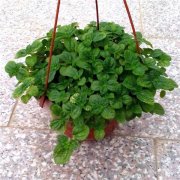 吸毒草可以水培吗 这样给吸毒草进行水培简单易学