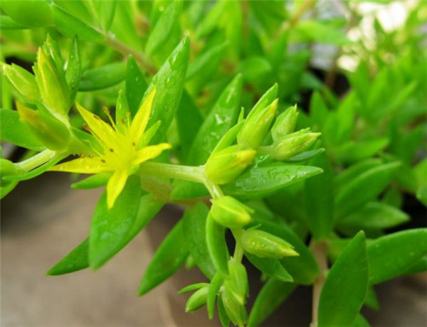 垂盆草怎么养 垂盆草的家庭养殖方法及注意事项介绍