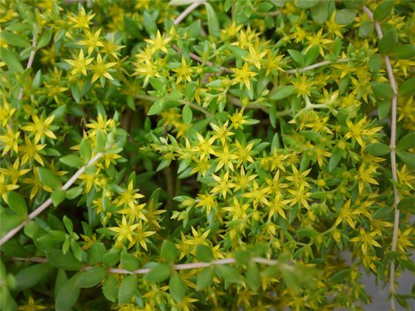 垂盆草怎么养 垂盆草的家庭养殖方法及注意事项介绍