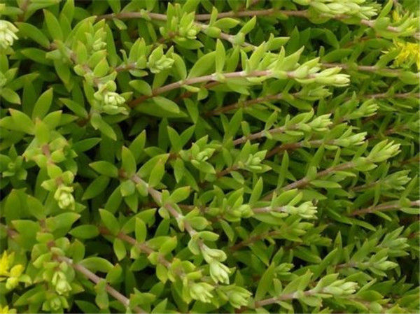 垂盆草怎么养 垂盆草的家庭养殖方法及注意事项介绍