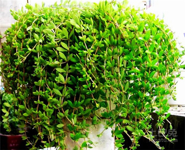 垂盆草怎么养 垂盆草的家庭养殖方法及注意事项介绍