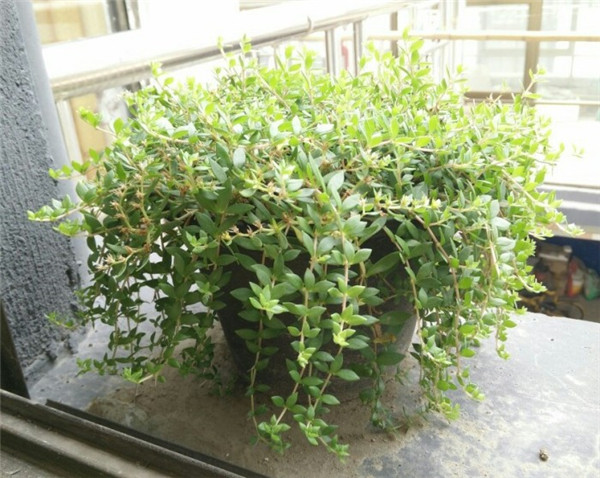 垂盆草怎么养 垂盆草的家庭养殖方法及注意事项介绍