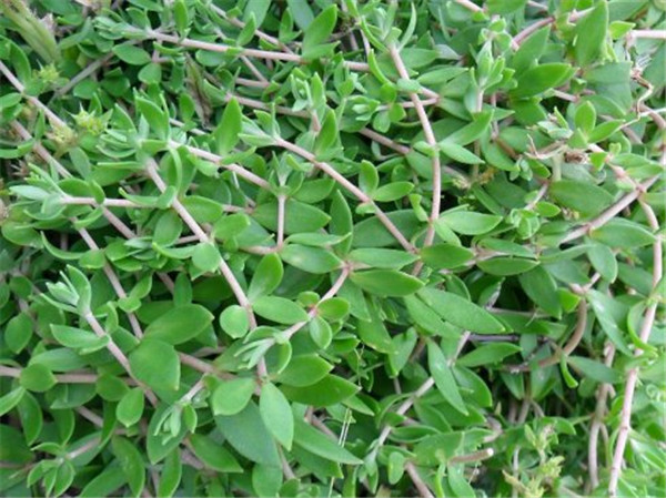 垂盆草叶子发黄怎么办 垂盆草叶子发黄的补救方法看这里