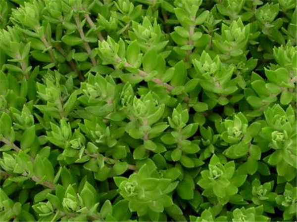 垂盆草叶子发黄怎么办 垂盆草叶子发黄的补救方法看这里