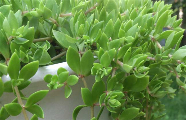 垂盆草叶子发黄怎么办 垂盆草叶子发黄的补救方法看这里