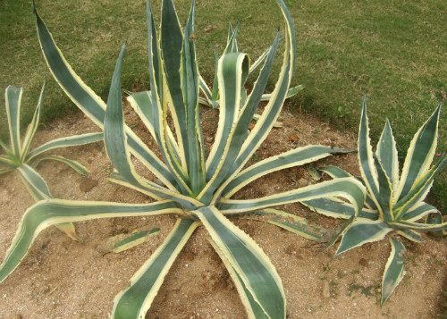 金边龙舌兰有毒吗中毒怎么办 家养金边龙舌兰要注意这些问题哦