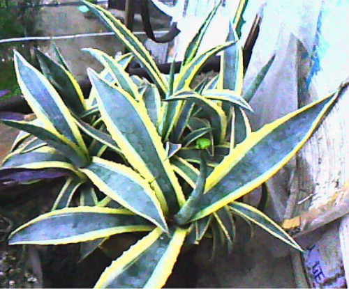 金边龙舌兰有毒吗中毒怎么办 家养金边龙舌兰要注意这些问题哦