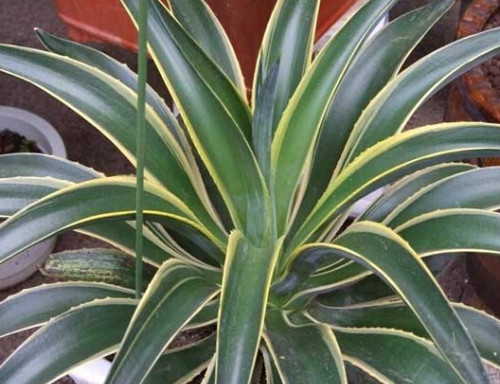 金边龙舌兰有毒吗中毒怎么办 家养金边龙舌兰要注意这些问题哦