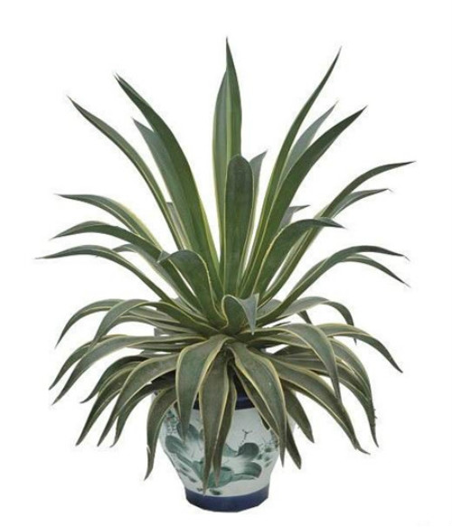 金边龙舌兰的功效与作用有哪些?没想到金边龙舌兰有这么多好处