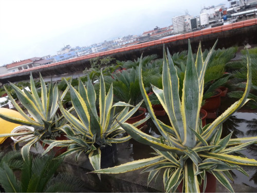 金边龙舌兰的功效与作用有哪些?没想到金边龙舌兰有这么多好处