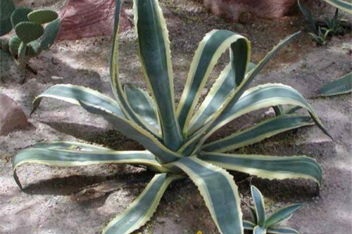 金边龙舌兰的功效与作用有哪些?没想到金边龙舌兰有这么多好处