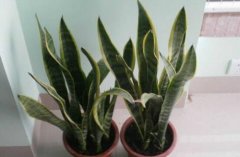 虎皮兰怎么养才会茂盛 这样养出来的虎皮兰叶大色艳