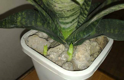 ����û�Ƥ�����裿�����⼸�����ɣ���Ƥ�����費����