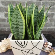 如何让虎皮兰爆盆?掌握这几个技巧,虎皮兰爆盆不再难