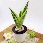 家里养虎尾兰不吉利真的吗 虎尾兰风水禁忌有哪些