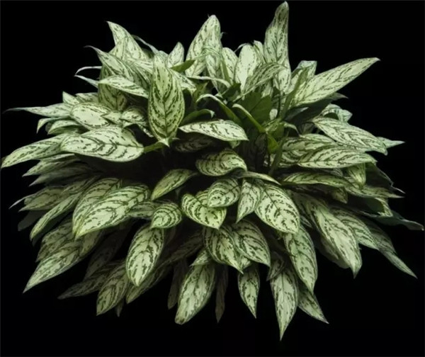 银皇后叶子发黄怎么办 可能是由于这些原因导致的呢