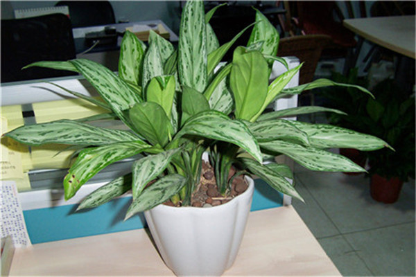 银皇后叶子发黄怎么办 可能是由于这些原因导致的呢