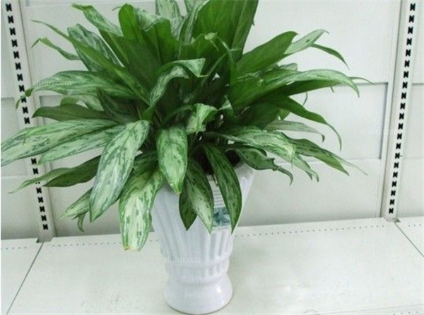 银皇后叶子发黄怎么办 可能是由于这些原因导致的呢