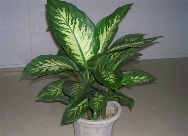 银皇后叶子发黄怎么办 可能是由于这些原因导致的呢