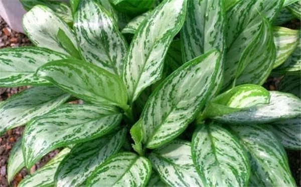 银皇后叶子发黄怎么办 可能是由于这些原因导致的呢