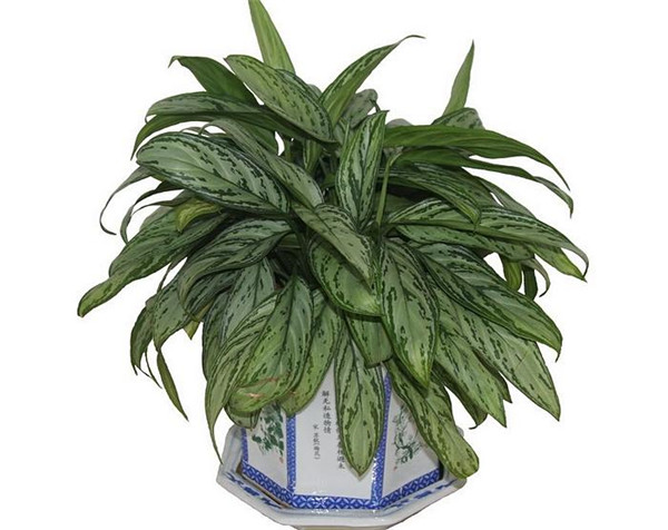 银皇后叶子发黄怎么办 可能是由于这些原因导致的呢