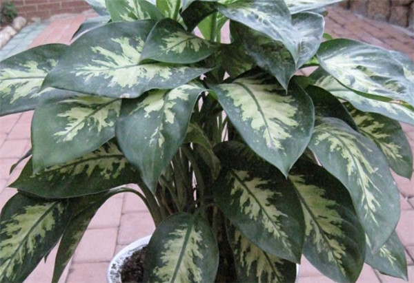 ���ʺ���ôʩ�� ������ȷ��ʩ�ʷ����������ʺ������ĸ���ʢŶ