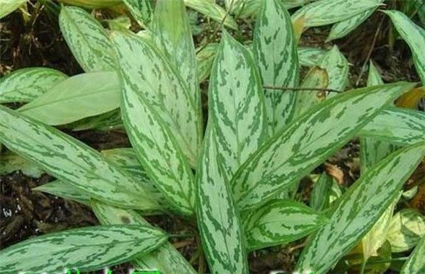 ���ʺ���ôʩ�� ������ȷ��ʩ�ʷ����������ʺ������ĸ���ʢŶ