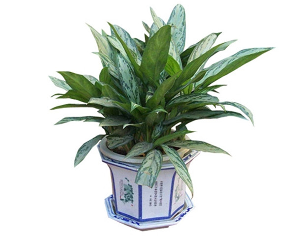 ���ʺ���ôʩ�� ������ȷ��ʩ�ʷ����������ʺ������ĸ���ʢŶ