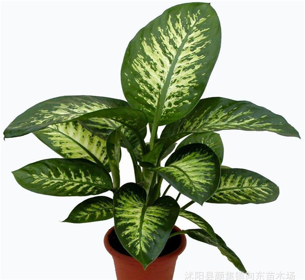 ���ʺ���ôʩ�� ������ȷ��ʩ�ʷ����������ʺ������ĸ���ʢŶ